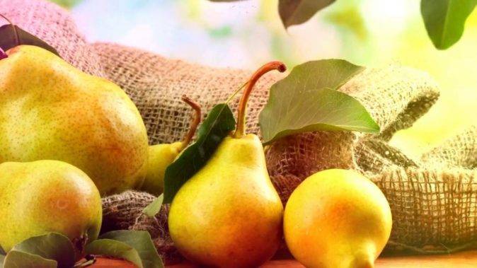 Размножение яблони черенками: весной, летом, осенью, советы