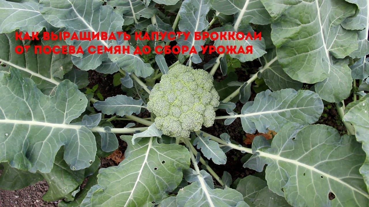 Выращиваем полезную брокколи без проблем