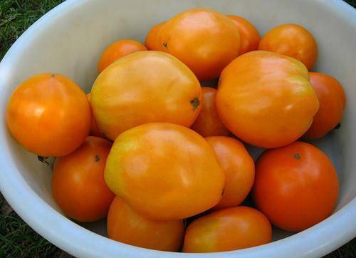 Томат "новый кенигсберг": описание и характеристики сорта, рекомендации по выращиванию хорошего урожая помидор