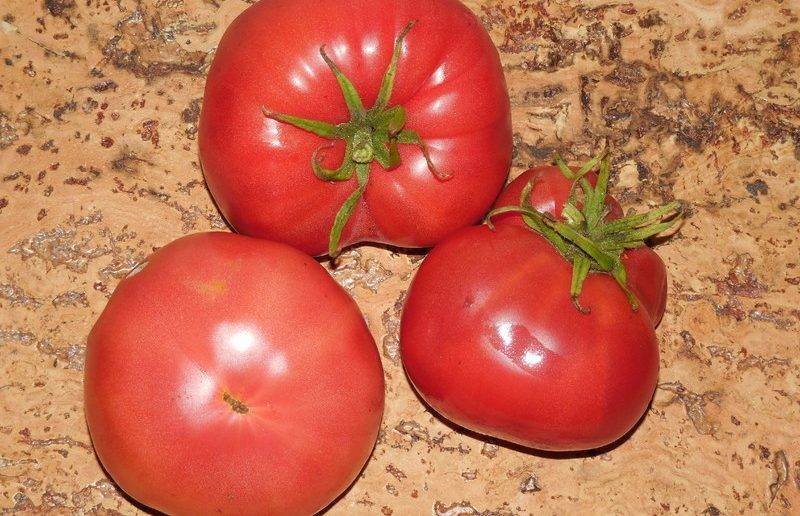 Медовый спас — солнечный помидор со сладким вкусом