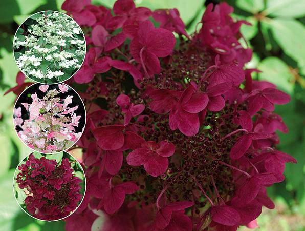 Гортензия вимс ред — описание метельчатой садовой гортензии