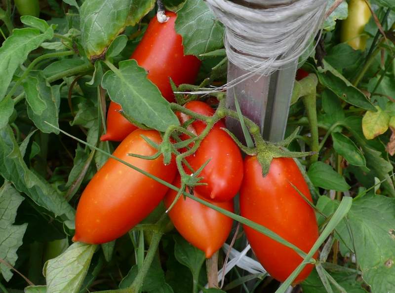 Описание томата кенигсберг: вкус, устойчивость к болезням, урожайность