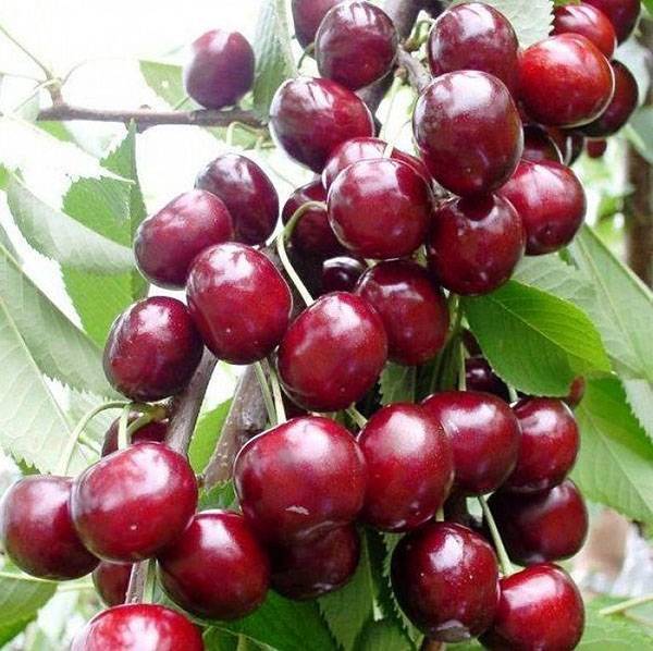 Вишня шоколадница: описание сорта и секреты посадки вишневого дерева