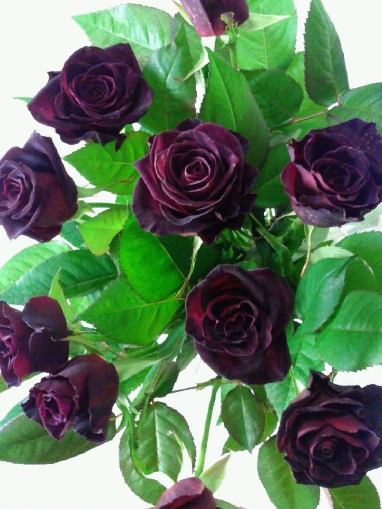Роза декор арлекин: описание и особенности выращивание красивых цветов