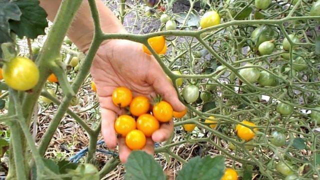 Томат золотой дождь: описание сорта помидор, фото, отзывы