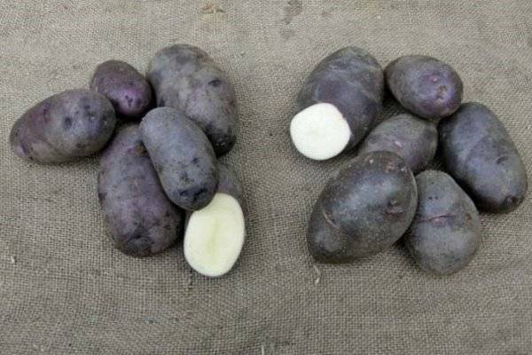 Сорт картофеля манифест: характеристика, отзывы