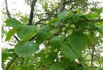 Растение кирказон ломоносовидный: фото и описание, лечебные свойства травы, применение в народной медицине