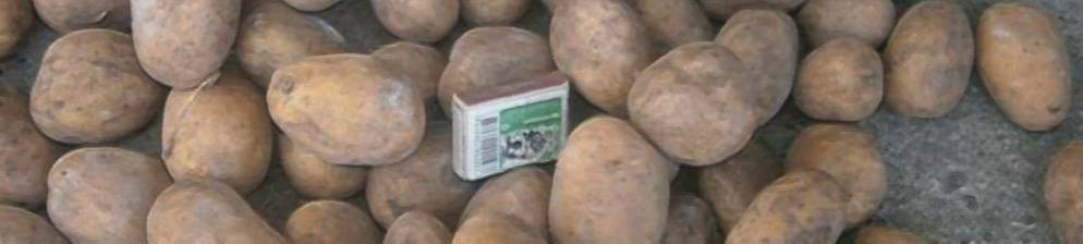 Картофель скарб: описание сорта, выращивание и уход