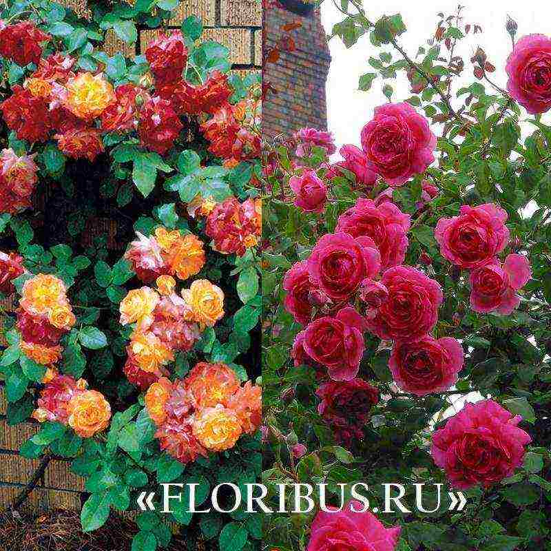 Плетистые розы цветущие все лето сорта зимостойкие | красивый дом и сад