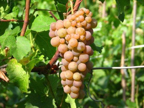 Сорт винограда водограй: описание, фото