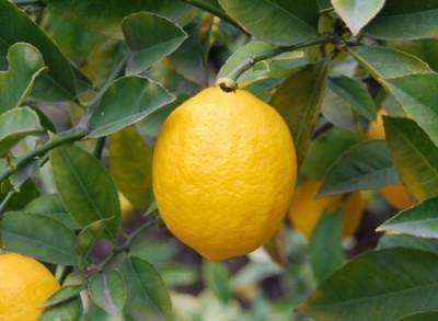Как вырастить лимон и правильно размножить в домашних условиях из косточки и другими способами, чтобы дерево росло в горшке на подоконнике, а также уход и фото