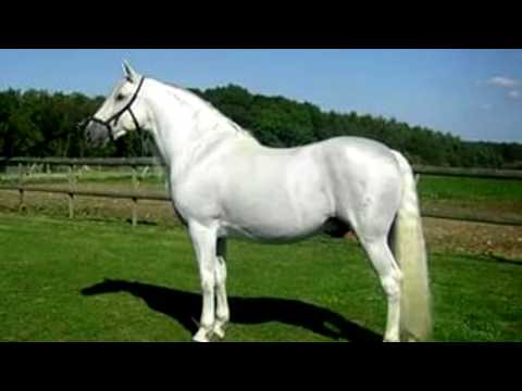 Андалузская лошадь: описание породы, фото, содержание, уход, разведение, цены и интересные факты