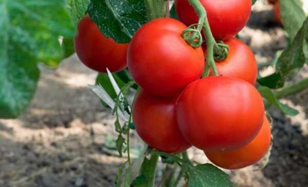 Крупноплодный томат «видимо невидимо» : описание сорта, его характеристика и фото