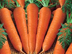 Как сажать морковь семенами в открытом грунте