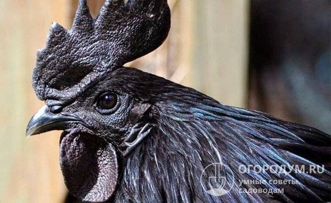 Хохлатая порода кур (31 фото): описание русских хохлатых и голландских белохохлых кур. чем кормить цыплят? отзывы владельцев