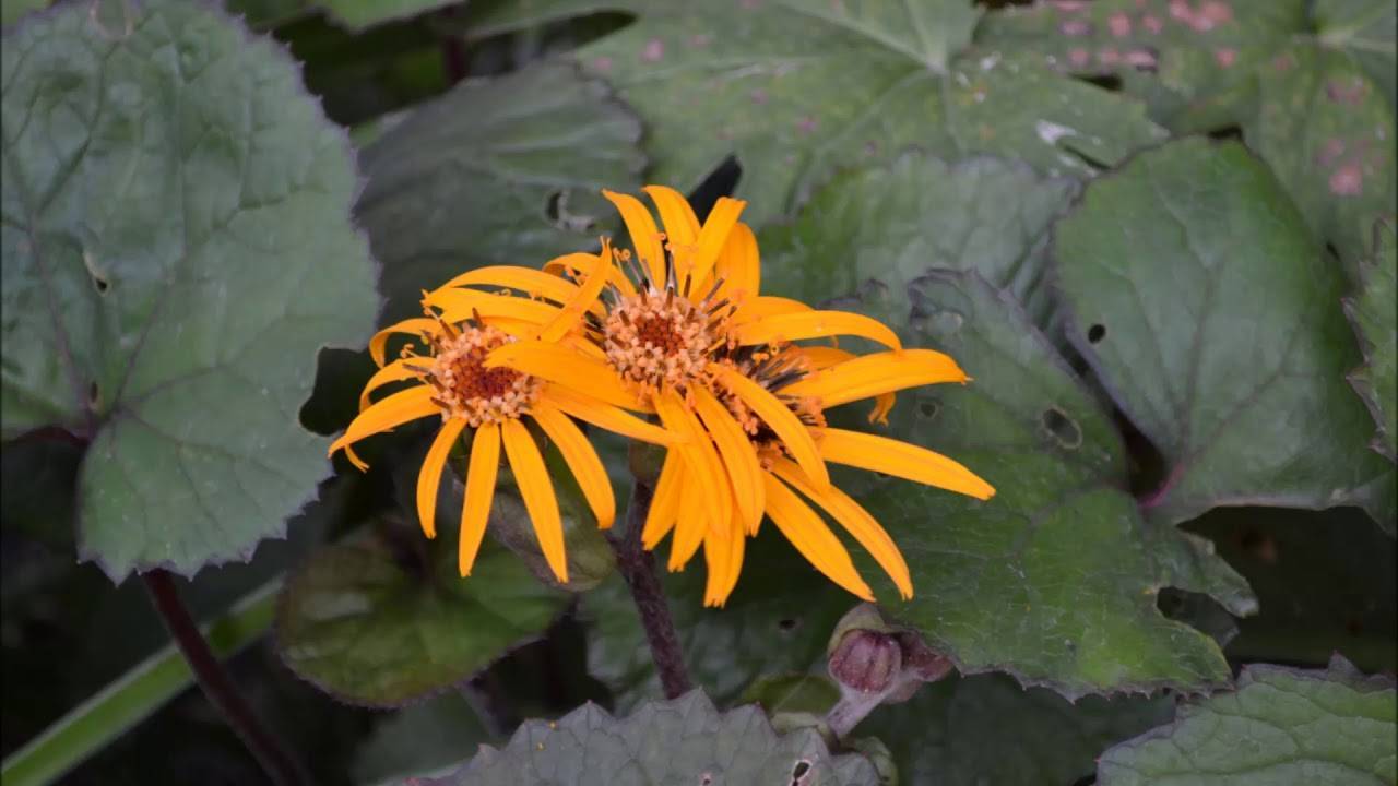 Цветок с желтыми цветками: название, описание и фото. желтые садовые цветы