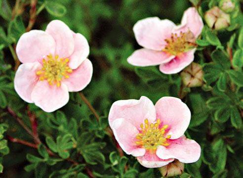 Розовая лапчатка: сорта и их выращивание