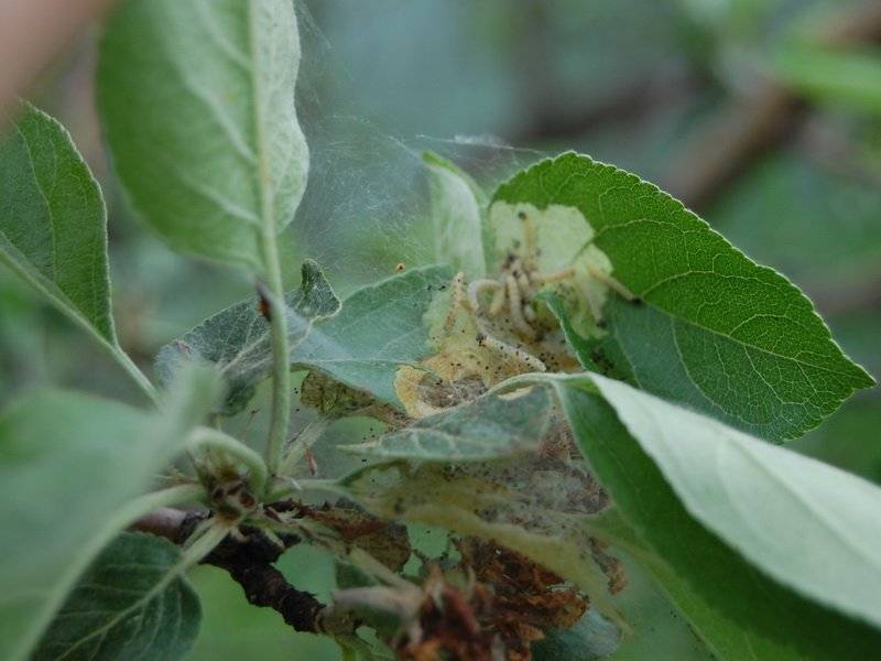 Чем обработать смородину от вредителей – список препаратов против вредных насекомых
