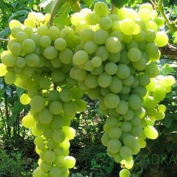Современный сорт с душевным названием — виноград «ванюша»