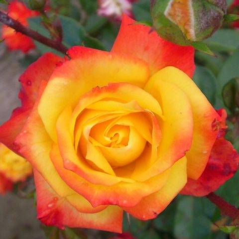 Восхитительная плетистая роза голден гейт: описание с фото, посадка, уход и размножение