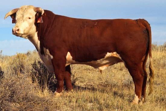 Казахская белоголовая порода коров (25 фото): характеристика быков и телят, плюсы и минусы крс казахской белоголовой породы