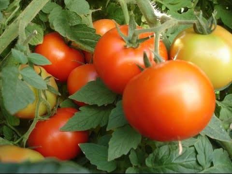 Пошаговая схема пасынкования помидор в теплице