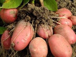 Ультраранний картофель ред соня. характеристика, агротехника и отзывы
