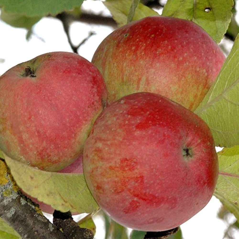 Яблоня «беркутовское»: описание сорта, фото и отзывы