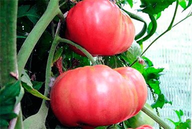 Сорт томата «малиновый гигант»: описание, характеристика, посев на рассаду, подкормка, урожайность, фото, видео и самые распространенные болезни томатов