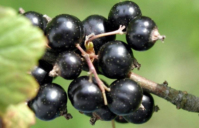 Сибирский сорт чёрной смородины: ядрёная ягода в вашем саду