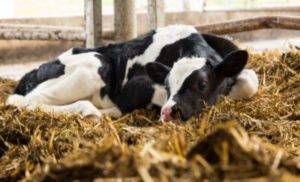 Лечение поноса у коров