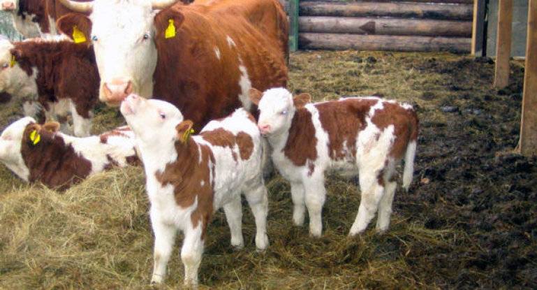 Разведение мясных коров: особенности и перспективы