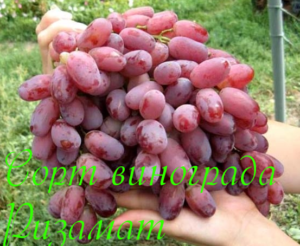Описание сорта винограда ризамат: фото и отзывы | vinograd-loza