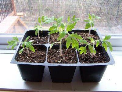 Чем подкормить рассаду помидоров в домашних условиях