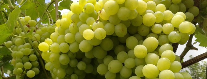 Сорт винограда алёшенькин — выбор для российских условий