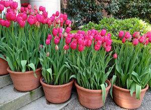 Пионовидные тюльпаны сорта