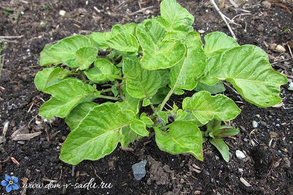 Чем удобрять картофель при посадке - виды удобрений и применение!