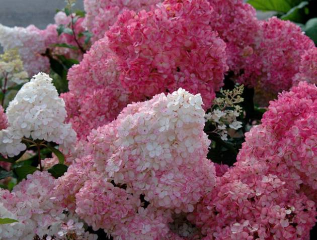 Прекрасные гортензии (сорта и описание): выберите свой цветок!