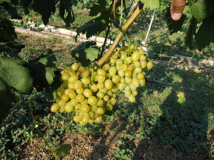 Виноград галахад: описание сорта, фото, выращивание, отзывы