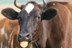 Описание стельности коровы по месяцам