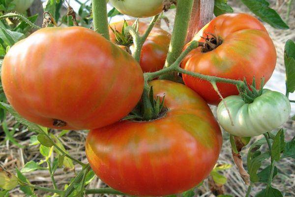 Томат «король рынка»: характеристика и особенности выращивания сорта