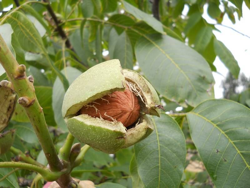 Листья грецкого ореха: пустышка или лекарство? применение листьев грецкого ореха в народной медицине