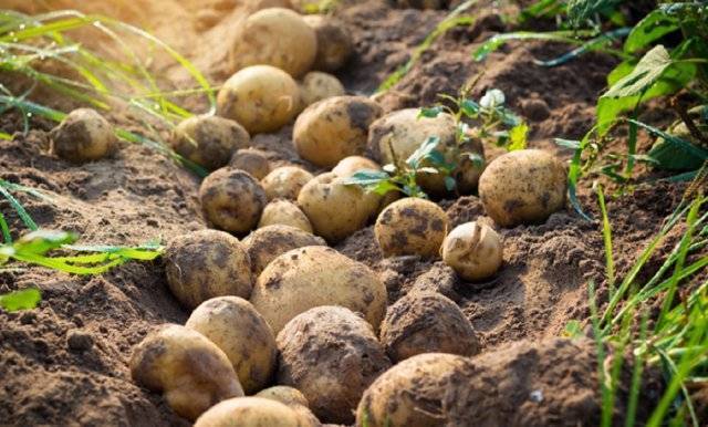 Сорт картофеля «великан»: характеристика, урожайность, отзывы и фото