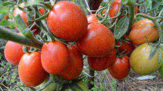 Какие голландские семена томатов можно сажать в открытый грунт?
