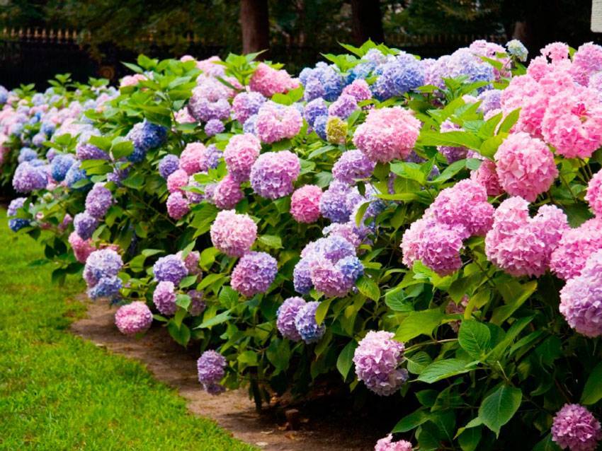У каких сортов гортензии голубые цветы? посадка растения и уход за ним