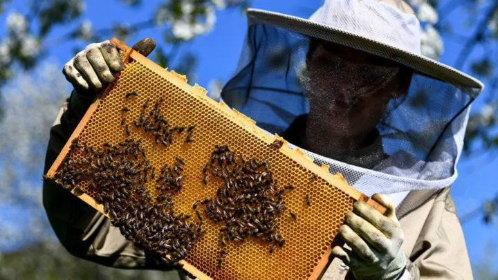 Обработка пчел от клеща: способы, средства, сроки и профилактика