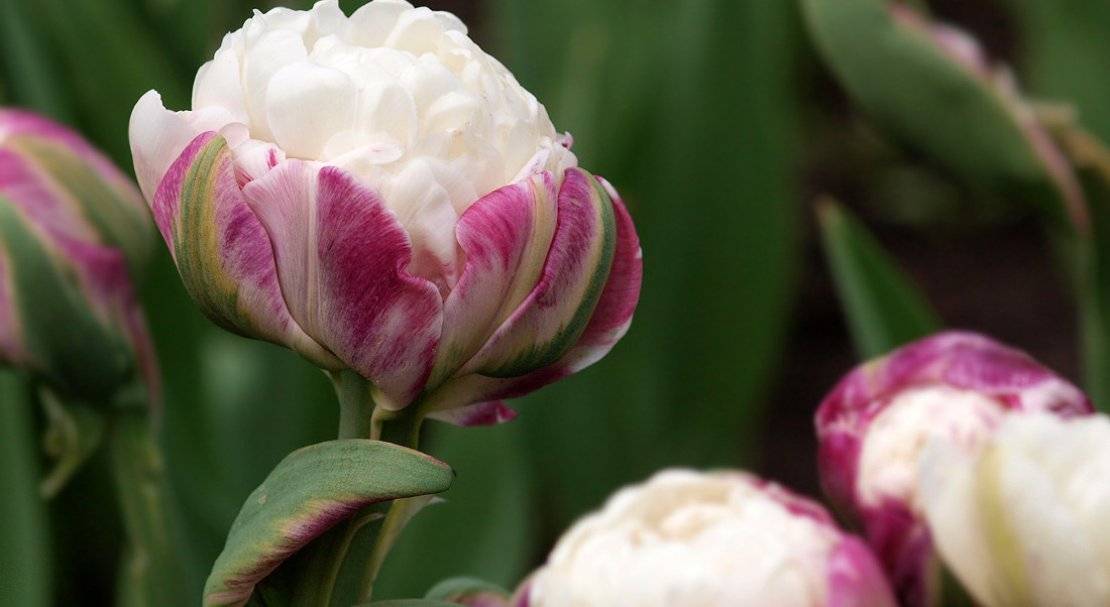 Болезни и вредители тюльпанов: описание и меры борьбы