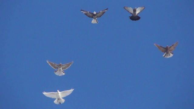 Отличительные черты серпастых голубей