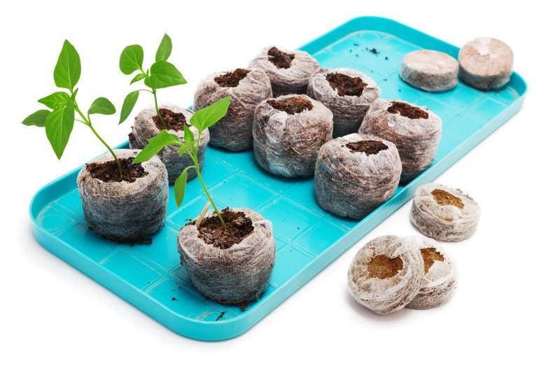 Посадка перца на рассаду: как посеять и вырастить рассаду перца в домашних условиях | топ огород