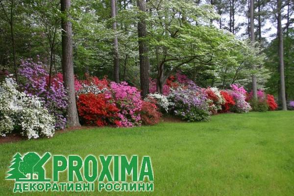 Рододендрон нова зембла (nova zembla)